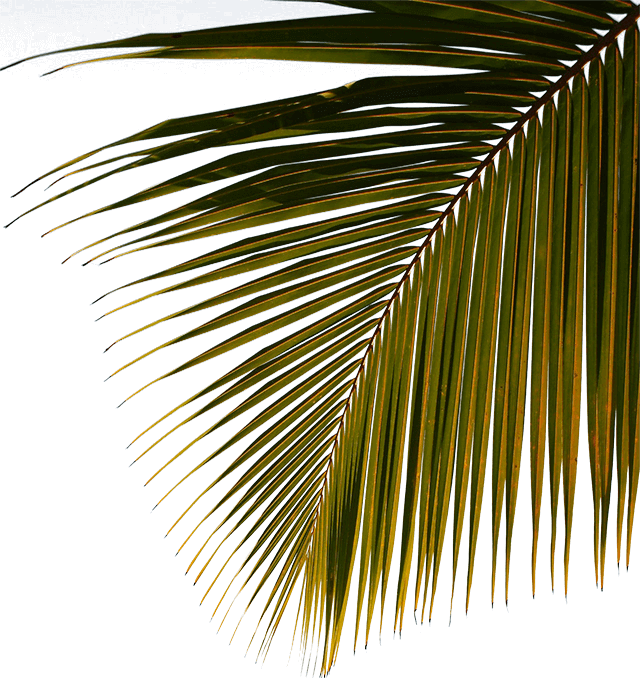 water-sport-template-coconut-tree-img